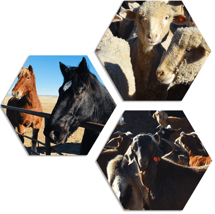 Products Graphic Horse Products Graphic Horse
